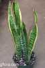 Sansevieria