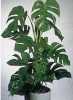 Monstera