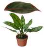 Aglaonema