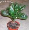 Cycas