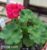 Pelargonium