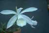 Pleione