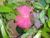 Calliandra