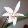 Cattleya