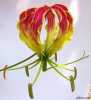 Gloriosa