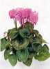 Cyclamen