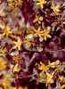 Corokia