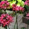 Nerine mansellii