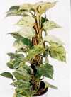 Epipremnum pinnatum (L.) Engl.