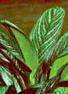 Aglaonema oblongifolia
