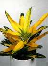 Codiaeum variegatum &#039;Sunny Star&#039;