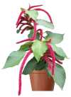 Acalypha hispida Burm. (Chenolle plant or Red-hot Catstail)