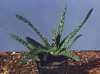 Gasteria maculata Haw.