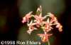 Epidendrum (haemathantum x cinnabarinum)