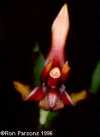 Maxillaria rhombea