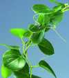 Cissus rotundifolia