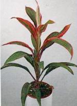 Cordyline terminalis Kunth "Red Edge"