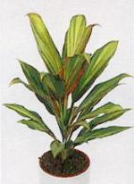 Cordyline fruticosa &#039;Kiwi&#039;