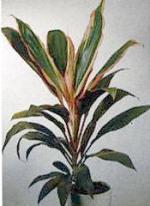 Cordyline fruticosa &#039;Lord Robertson&#039;