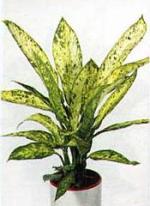 Dieffenbachia &#039;Vesuvius&#039;