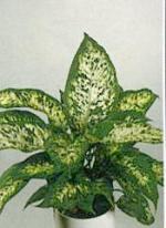 Dieffenbachia compacta