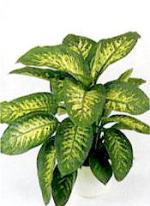 Dieffenbachia seguina &#039;Tropic Snow&#039;