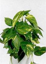 Epipremnum aureum