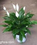 Spathiphyllum