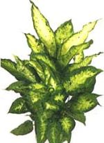 Dieffenbachia &#039;Candida&#039;