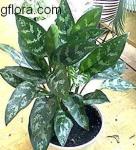 Aglaonema