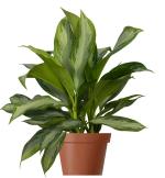 Aglaonema commutatum Schott. &quot;Silver Queen&quot;