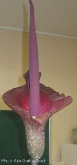 Flowering Amorphophallus konjac