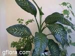 Dieffenbachia