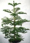 Araucaria