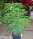 Araucaria