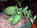Dischidia Dischidia