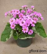 Senecio Gruentus Gr. (Cineraria)