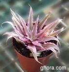 Cryptanthus