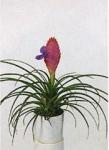 Tillandsia