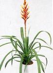 Guzmania