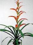 Guzmania