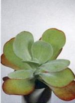 Kalanchoe thyrsiflora