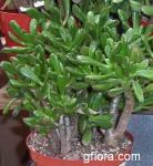 Crassula