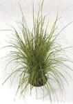 Carex