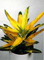 Codiaeum variegatum &#039;Sunny Star&#039;