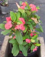 Euphorbia millii