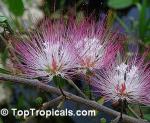 Calliandra schultzii 'Rose Cascade'