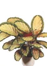 Calathea roseopicta 'Silvia'