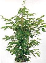 Ficus benjamina L.