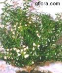 Myrtus